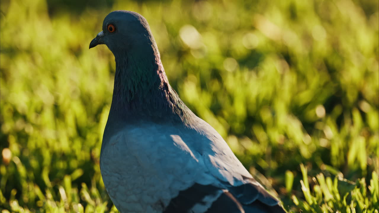 Close up of a pigeon walking outside on a green blurred background