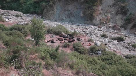 a group of cows lying in the middle of nature with trees, rocks, bushes and the beginning of the mountains