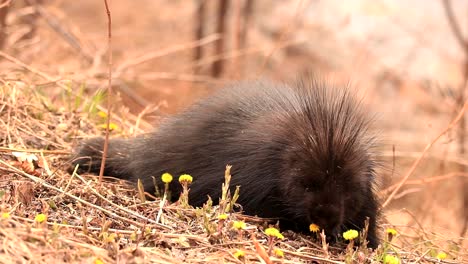 A-wild-porcupine-eat-fresh-dandelions