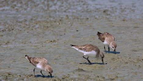 Gesehen,-Wie-Er-Alleine-In-Einem-Watt-Frisst-Und-Dann-Kommen-Zwei-Weitere-Hinzu,-Rothalsstint-Calidris-Ruficollis,-Thailand