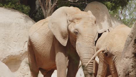 Elephants-pooping-and-standing-in-Valencia-Biopark---Spain-24fps-4k