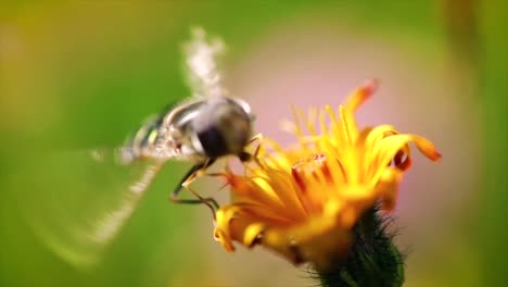 Wespe-Sammelt-Nektar-Aus-Der-Blüte-Crepis-Alpina-In-Zeitlupe.