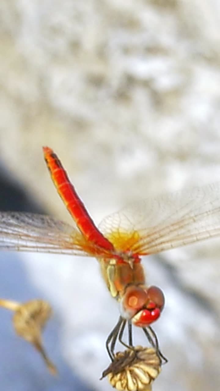 Primo piano di una libellula rossa