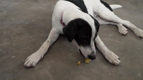 el perro que alimenta a mano, el perro hambriento que come, la cabeza de un animal gracioso de cerca.