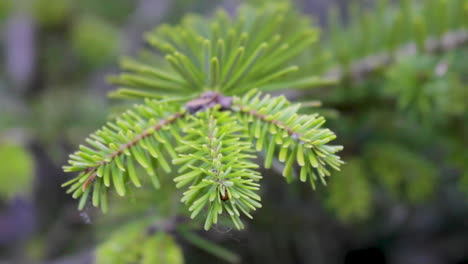 New-growth-showing-on-a-branch-of-a-young-replanted-Christmas-tree-in-a-plant-pot-set-in-a-country-garden-in-England