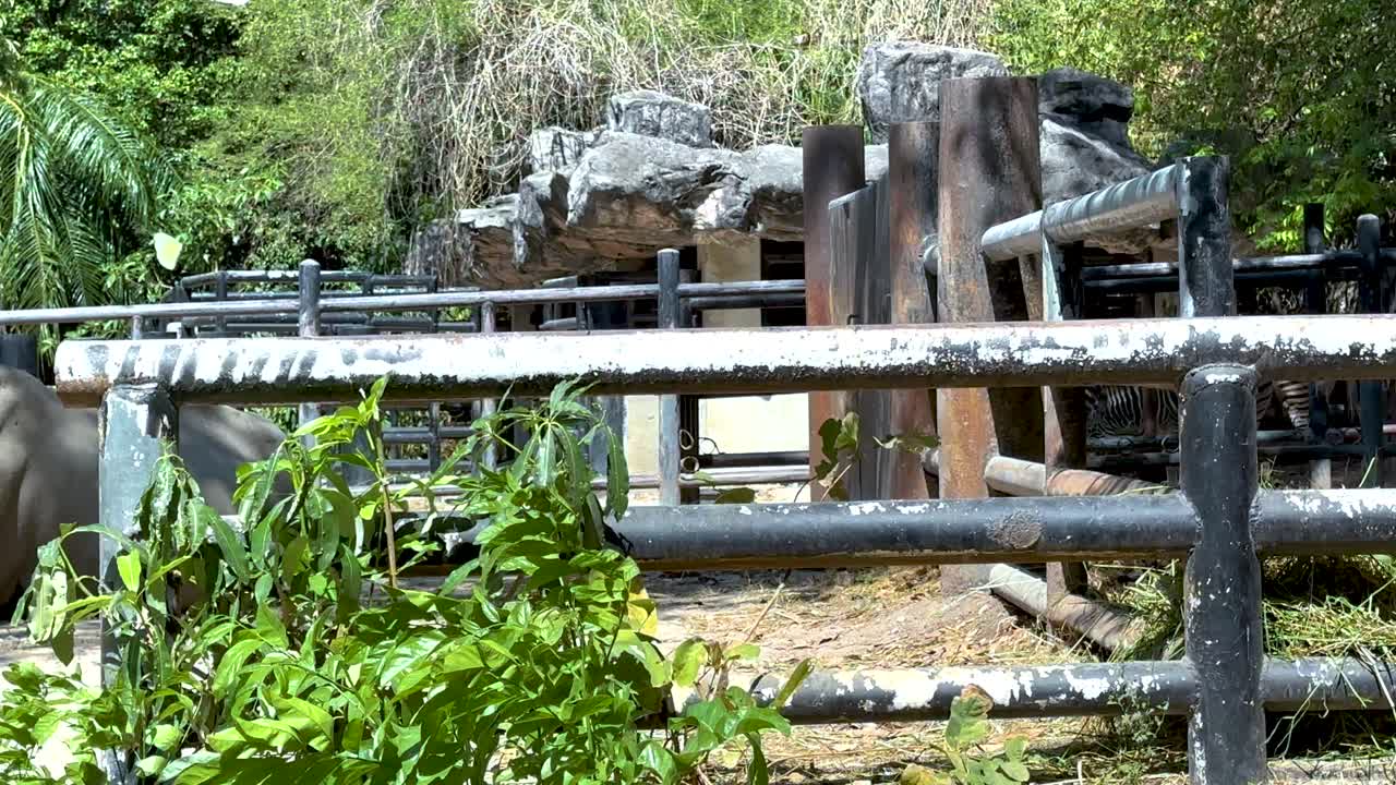 동물원 환경에서 상호 작용하는 동물