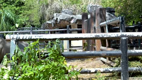 animales que interactúan en un entorno de zoológico