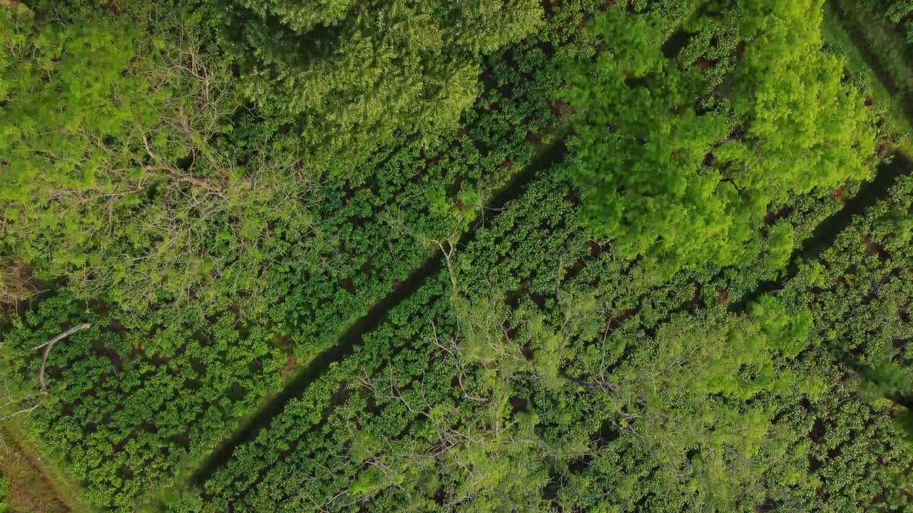 ariel o drone vista tipo de jardín de té assam