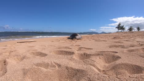 Kauai-Beach-Wildlife,-Hawaiian-Monk-Seal,-Seal-Relaxing-on-Kauai-Beach