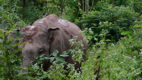 los elefantes asiáticos son especies en peligro de extinción y también son residentes de tailandia