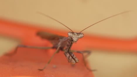 praying mantis makes quick movement than begins moving jaw