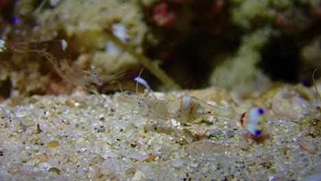 clos-up macro shots of small squat shrimps