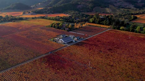 Tiro-Aéreo-Lento-De-Revelación,-Mostrando-Hojas-De-Otoño-Naranjas,-Rojas-Y-Amarillas-En-Viñedos-En-El-Valle-De-Napa,-California