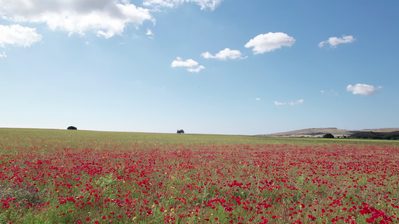 dolly aérea por encima de los bulbos de flores rojas naranjas que florecen en el campo de prado cubierto de hierba