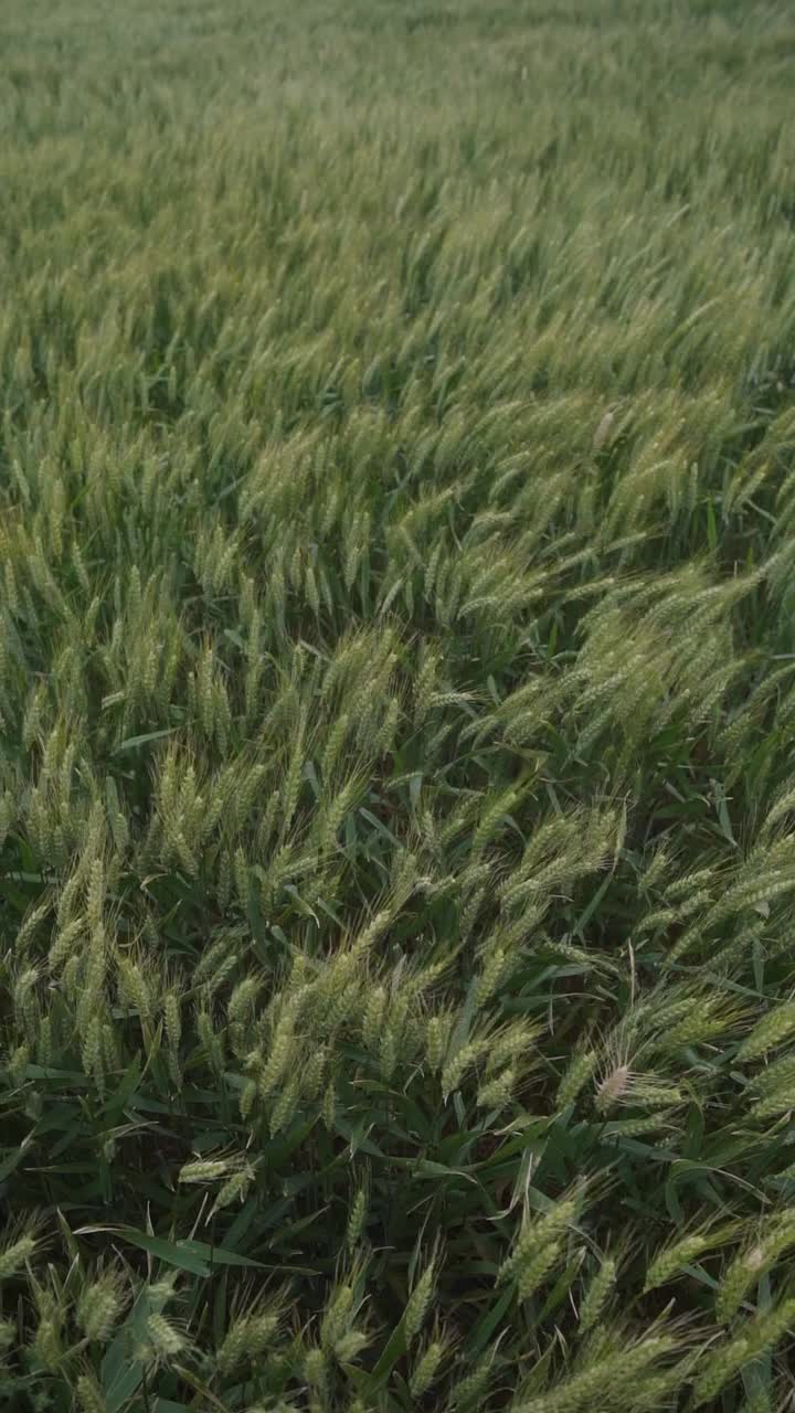 Vertical, slow-motion view of wheat spikes in a field on a windy day