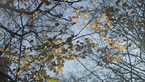 tree leaves in fall camera pointed up to the sky showing yellow leaves on a branch and multiple treetops