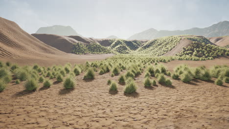 Bush-in-semi-desert-large-wasteland