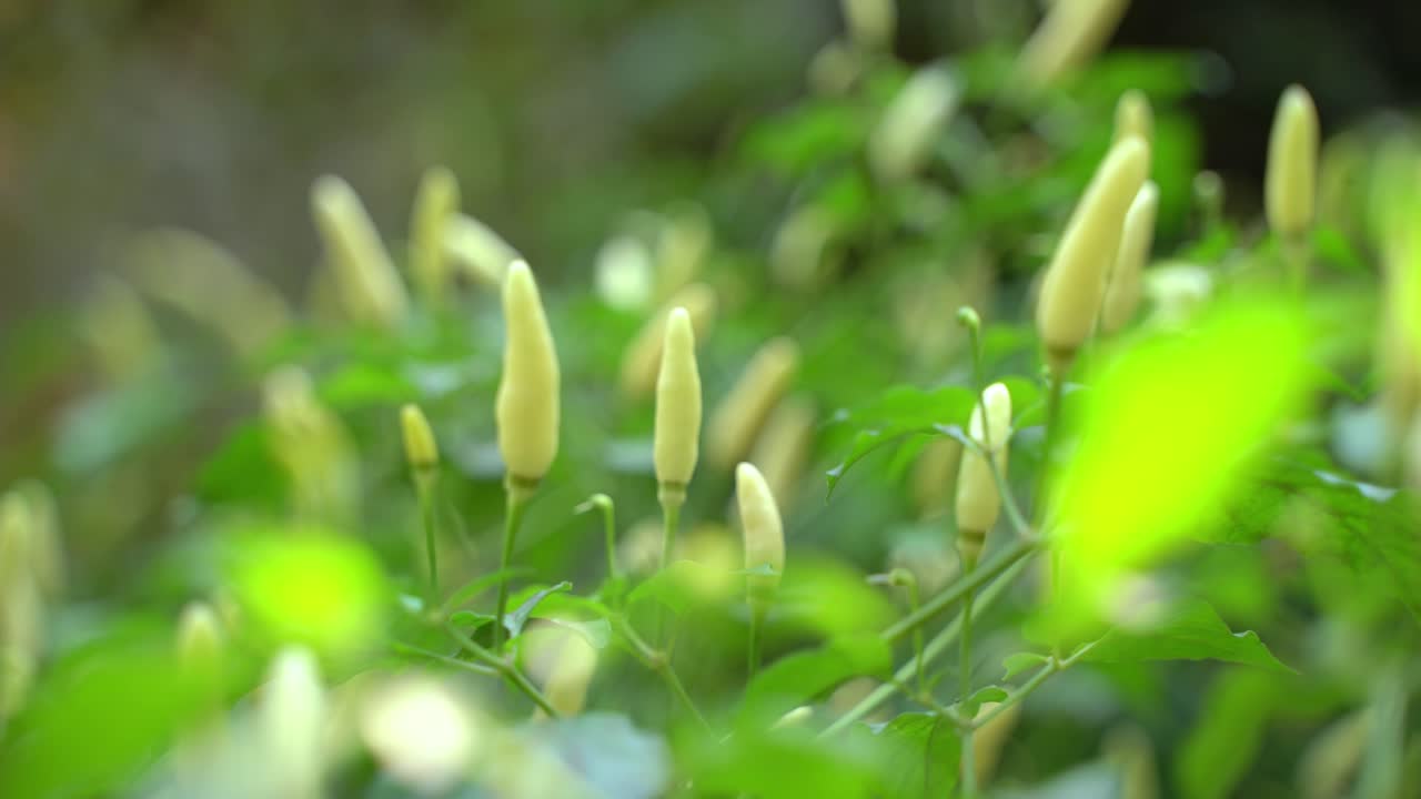 나무에 다른 색 칠리 과일