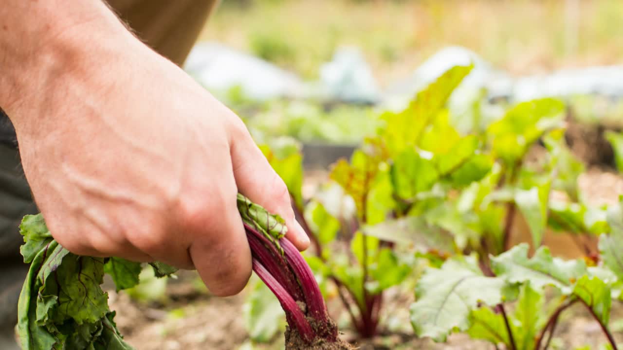 Animation of hand of gardener pulling vegetable from the ground