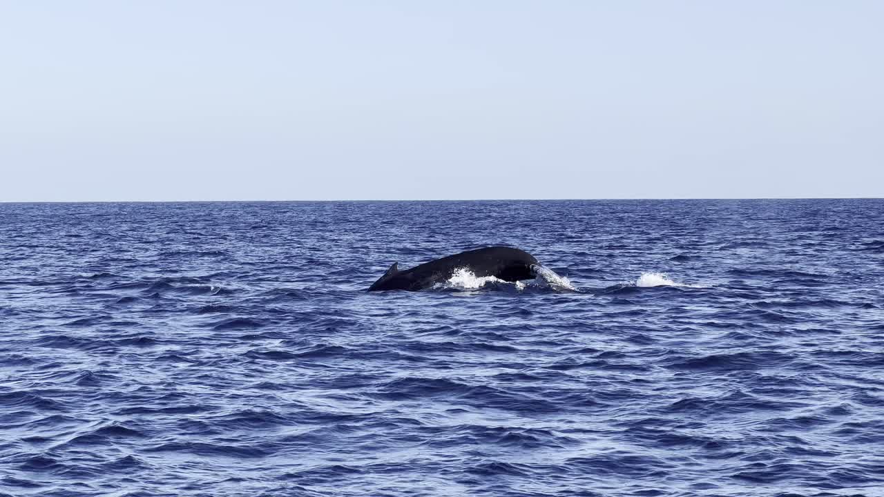 A magnificent humpback whale comes up from the deep blue ocean to breathe out of a huge mist before showing its tail