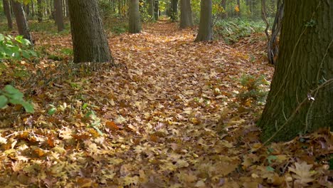 a narrow path between the trees in the forest covered with autumn leaves