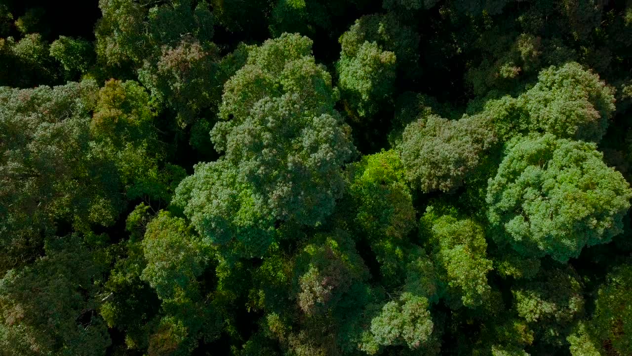 vuelo aéreo de drones sobre la densa selva tropical durante la luz del sol