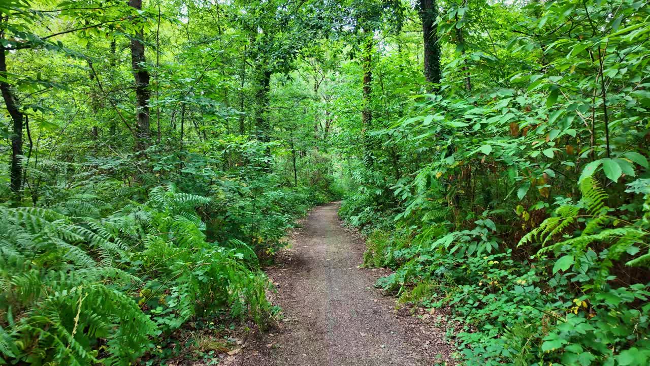 Slow low-altitude drone movement over the forest pathway surrounded by dense green vegetation and habitat