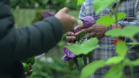 Freshly-picked-organic-green-and-purple-leafy-vegetables-being-passed-over-for-quality-control-check,-filmed-as-close-up