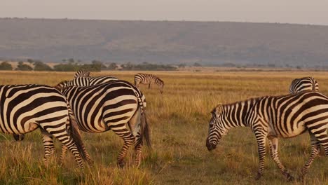 paseo de rebaño de cebras, animales de áfrica en un safari de vida silvestre en masai mara en kenia en la reserva nacional de masai mara en la hermosa hora dorada del atardecer luz del sol, steadicam seguimiento gimbal después del disparo