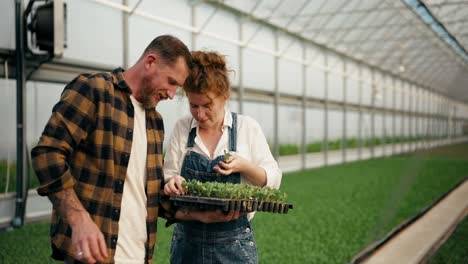 A-happy-blond-guy-with-a-beard-and-his-girlfriend-a-farmer-arrange-seedlings-and-examine-them-on-a-special-stand-among-young-plants-in-a-greenhouse-on-a-farm