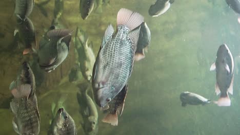 Gray-fish-swimming-in-an-aquarium-with-a-green-background-and-dirty-water