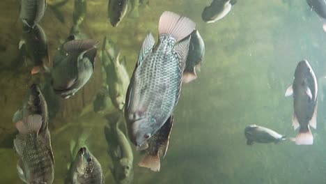 gray fish swimming in an aquarium with a green background and dirty water