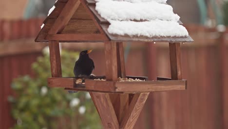 Little-blackbird-flies-on-wooden-bird-feeder-in-winter-day