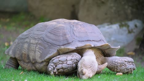 large gray turtle eating grass. nature park. high quality 4k footage