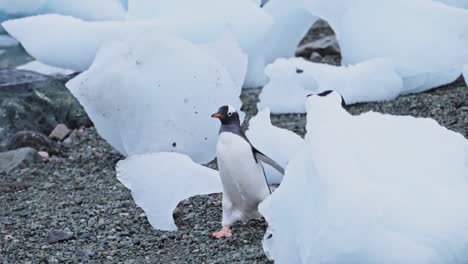 penguins running, funny cute animals with gentoo penguin chasing each other in a colony in antarctica, antarctic peninsula wildlife in icebergs on an antarctic beach