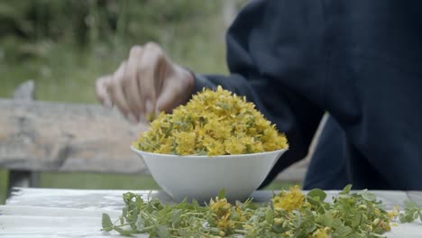 girl hand picking and harvesting st john's wort and pitting it in bowl in a beautiful garden, close up