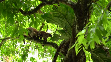 animales peleando por algunas frutas en un árbol en guatemala, sitio tikal maya