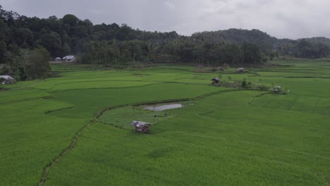 wide shot flying forward to small hut surround by rice fields at sumba island, aerial