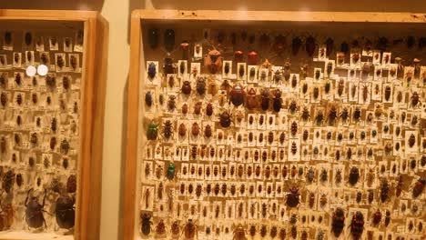 diverse insect specimens displayed in museum exhibit