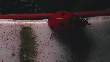 destello de luz a través de una mariquita roja arrastrándose en una maceta de porcelana de una planta