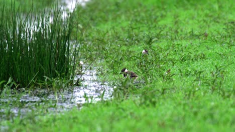 young shorebird in a wetland