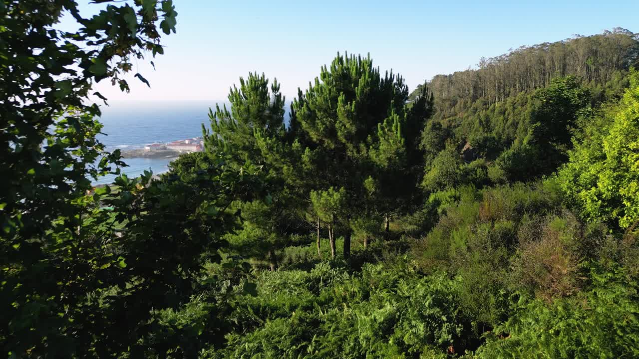bosques de pinos en la ladera de la montaña cerca de la ciudad costera durante el verano