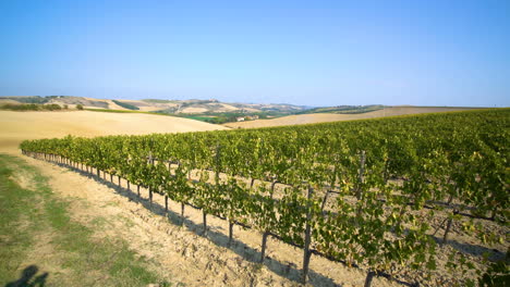 Paisaje-De-Viñedos-En-Toscana,-Italia