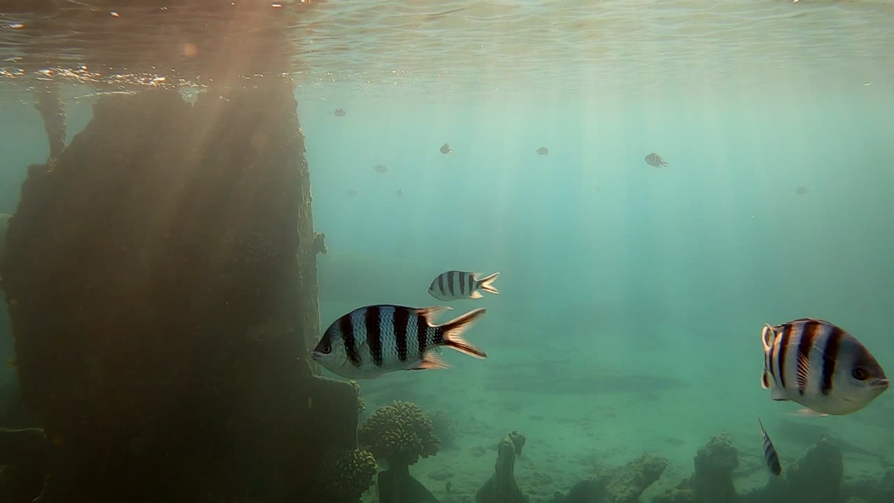 A school of beautiful Dascillus Fish swimming below the calm waves by a sunken boat - underwater