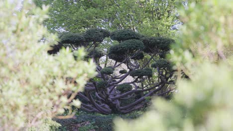 wide angle of a weird shape japanese tree in an europea garden during spring