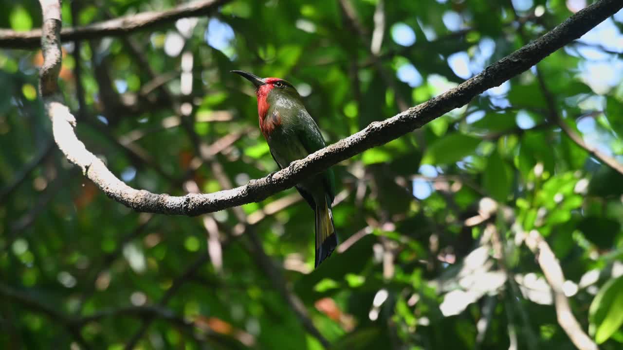 mirando hacia arriba y alrededor en busca de abejas para comer mientras presta atención a su entorno, el apicultor de barba roja nyctyornis amictus, tailandia