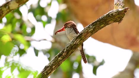 un martín pescador de árboles y una de las aves más hermosas que se encuentran en tailandia dentro de las selvas tropicales
