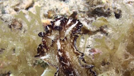 nudibranch discodoris boholiensis aka flatworm discodoris crawls upwards through seaweed, close-up front part