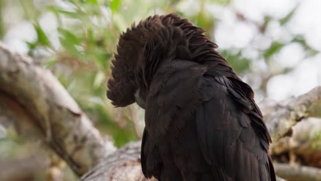 glossy black cockatoo preens its feathers medium close up shot in slow motion