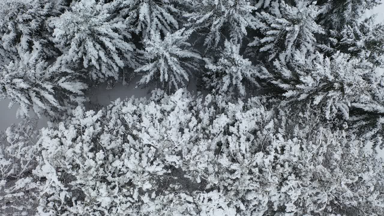 Vista aérea del bosque nevado